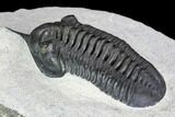 Morocconites Trilobite Fossil - Morocco #108493-3